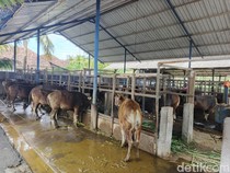Kuota Pengiriman Sapi Bali Habis, Peternak Jembrana Cemas Harga Anjlok