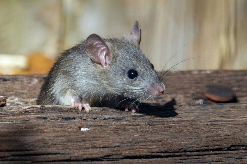 Tikus, Salah Satu Penyebar Hantavirus