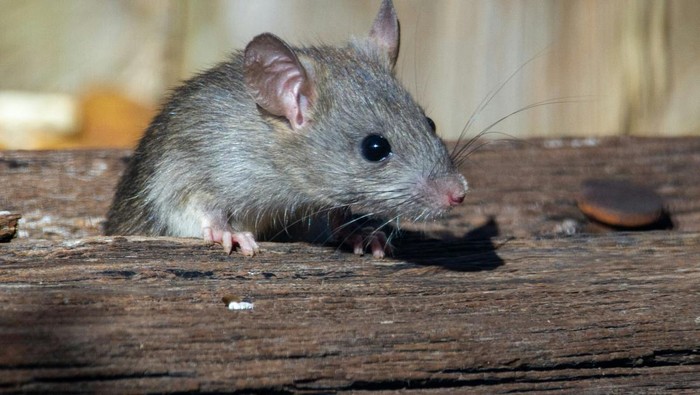 Tikus, Salah Satu Penyebar Hantavirus