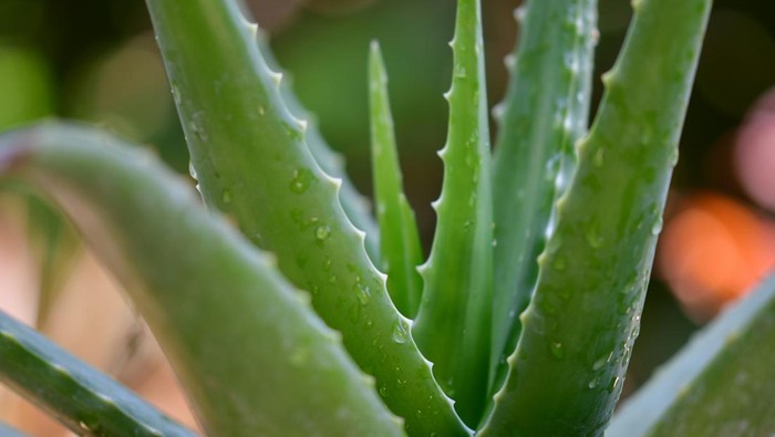 Aloe Vera alias Lidah Buaya