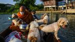 Biksu dan Anjing Kuil Susuri Sungai Chao Phraya