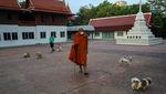 Biksu dan Anjing Kuil Susuri Sungai Chao Phraya