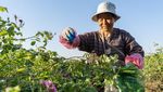 Desa di China Kembangkan Kebun Mawar Demi Dongkrak Pendapatan Warga