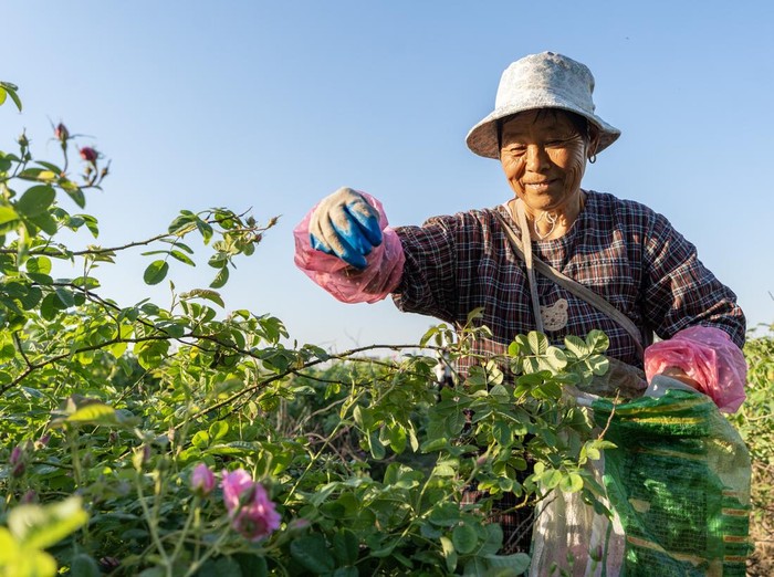 HAI'AN, CHINA - MAY 06: Villagers sort freshly picked roses on May 6, 2026 in Shizhuang Village, Hai'an City, Jiangsu Province of China. In recent years, Shizhuang Village has been committed to developing rose planting industry as a way to boost people's income. (Photo by Zhai Huiyong/VCG via Getty Images)