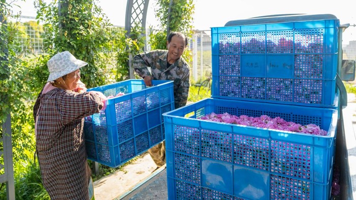 Desa di China Kembangkan Kebun Mawar Demi Dongkrak Pendapatan Warga
