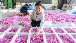 Desa di China Kembangkan Kebun Mawar Demi Dongkrak Pendapatan Warga