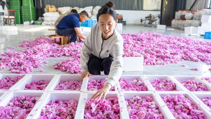 Desa di China Kembangkan Kebun Mawar Demi Dongkrak Pendapatan Warga