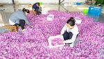 Desa di China Kembangkan Kebun Mawar Demi Dongkrak Pendapatan Warga