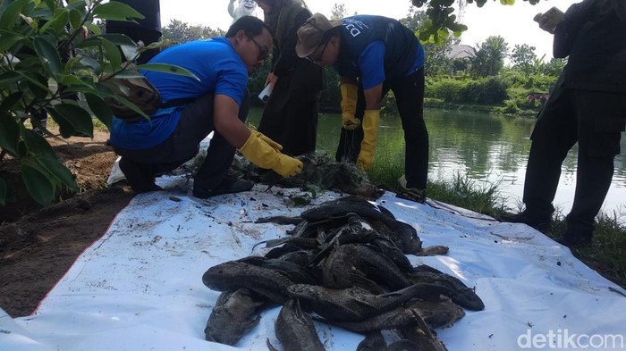 Dinas Kelautan dan Perikanan DIY melakukan gerebek ikan sapu-sapu di Rawa Kalibayem, Ngestiharjo, Kasihan, Bantul, Kamis (7/5/2026).