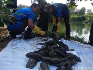 Pemprov Jakarta Anggarkan Rp 250 Juta untuk Kaji Ikan Sapu-sapu