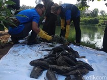 Pemda DIY Berantas Ikan Sapu-sapu di Rawa Kalibayem Bantul