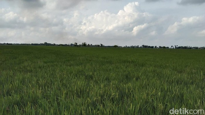 Hamparan sawah di Majalengka