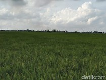 Padi hingga Jagung Jadi Andalan Majalengka untuk Swasembada Pangan