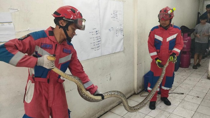 Kemunculan ular sanca besar membuat kaget warga Tegal Alur, Kalideres, Jakarta Barat. Ular yang panjangnya sekitar 4 meter itu telah dievakuasi damkar. (dok Istimewa)