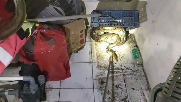 Kemunculan ular sanca besar membuat kaget warga Tegal Alur, Kalideres, Jakarta Barat. Ular yang panjangnya sekitar 4 meter itu telah dievakuasi damkar. (dok Istimewa)