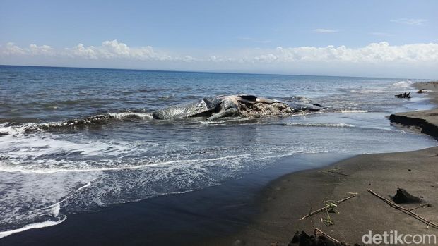 Kondisi bangkai paus sperma sepanjang 17 meter yang terdampar di Pantai Desa Nusasari, Kecamatan Melaya, Jembrana, Bali, Kamis (7/5/2026). (Foto: I Putu Adi Budiastrawan/detikBali) Kondisi bangkai paus sperma sepanjang 17 meter yang terdampar di Pantai Desa Nusasari, Kecamatan Melaya, Jembrana, Bali, Kamis (7/5/2026). (Foto: I Putu Adi Budiastrawan/detikBali)