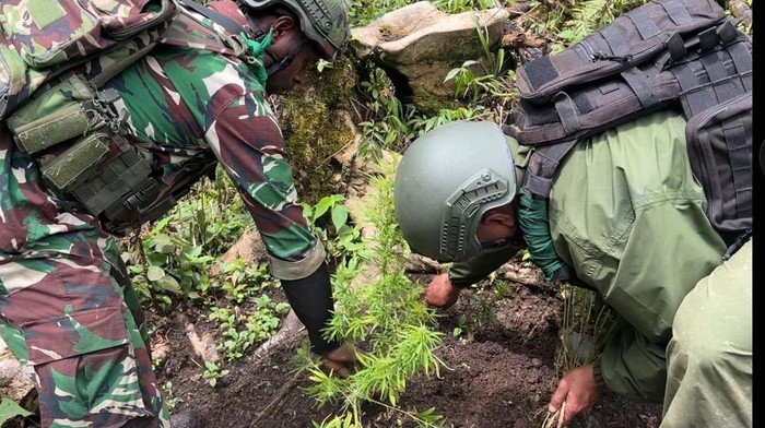 TNI menggerebek dua ladang ganja di Pegunungan Bintang, Papua Pegunungan. TNI mengamankan 216 pohon ganja dan dua tersangka.