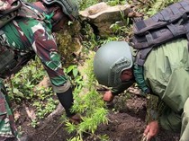 OPM Papua Paksa Warga Tanam Ganja di Halaman Rumah, Sasar Generasi Muda