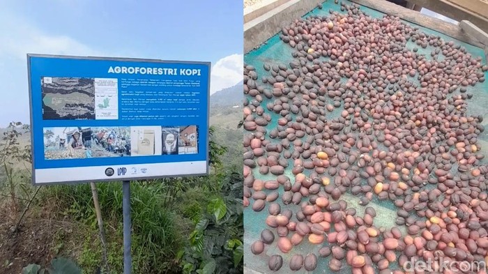 Mencoba kopi hasil agroforestri di Boyolali.