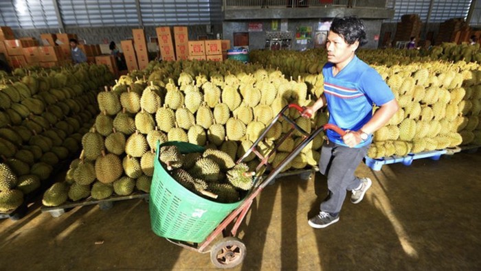 Pasokan durian di Thailand
