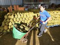 Thailand Pakai AI untuk Jaga Kualitas Durian Terbaik, Indonesia Kapan?