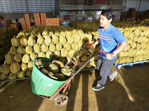Thailand Pakai AI untuk Jaga Kualitas Durian Terbaik, Indonesia Kapan?