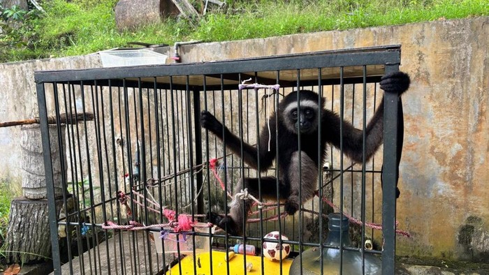 Penyerahan Owa Kalimantan dari Polresta Samarinda ke BKSDA Kaltim. (Riani Rahayu/detikKalimantan)