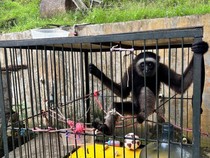 Seekor Owa Ditemukan Warga, Polresta Samarinda Serahkan ke BKSDA