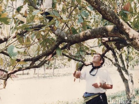 Perkebunan kakao di pesisir Pangandaran Perkebunan kakao di pesisir Pangandaran