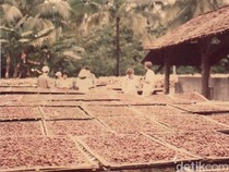 Nostalgia Pabrik dan Perkebunan Kakao di Pesisir Pangandaran