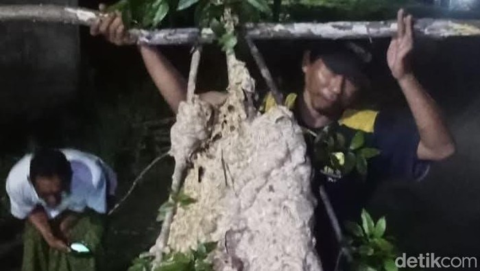Sarang tawon Vespa di Desa Ngemplak, Kecamatan Kalikotes, Klaten dievakuasi.