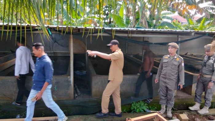 Sidak pengecekan kandang babi di area gudang farmasi di Makassar.