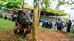 Tradisi Motong Kerbau Warnai Lebaran Depok 2026