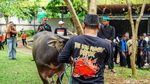 Tradisi Motong Kerbau Warnai Lebaran Depok 2026