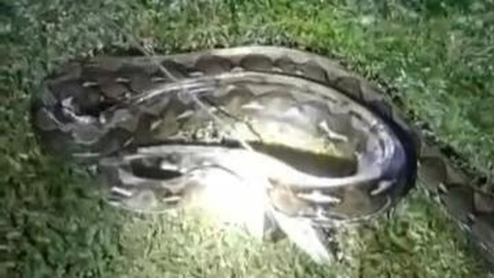 Ular piton 6 meter di Polman mati ditebas usai menyerang warga.