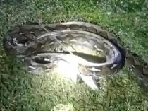 Ular Piton 6 Meter Mati Ditebas Usai Serang Warga di Depan Rumah