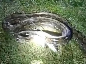 Ada Lowongan Pemburu Ulur Piton Bergaji Rp 3 Juta-an per Hari, Siapa Minat?
