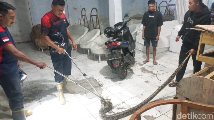 Ular piton di pabrik mebel Pasuruan