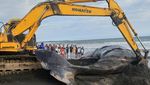 Warga dan Petugas Tangani Paus Terdampar di Pantai Melaya