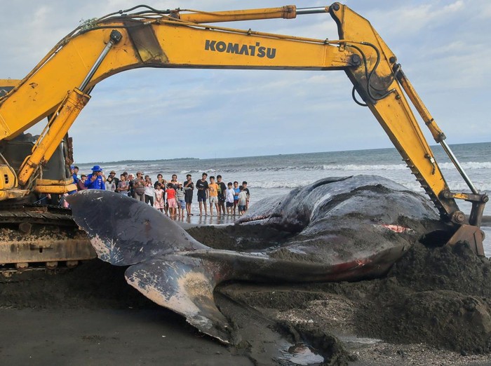 Veterinarians and volunteers examine a dead sperm whale that washed up at Melaya beach in Jembrana Regency, Bali, Indonesia, May 6, 2026. REUTERS/Johannes Christo