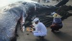 Warga dan Petugas Tangani Paus Terdampar di Pantai Melaya