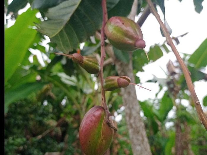 Buah putat yang sering jadi lalapan  (Foto: TikTok @kebunkct)