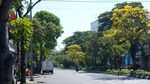 Bunga Tabebuya Mulai Bermekaran di Kota Surabaya