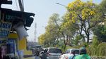 Bunga Tabebuya Mulai Bermekaran di Kota Surabaya