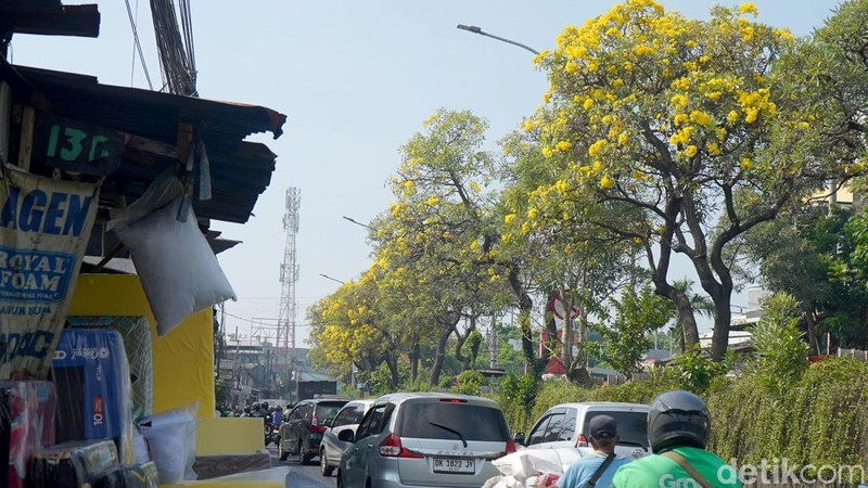 Bunga Tabebuya mulai bermekaran di Kota Surabaya