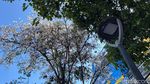 Bunga Tabebuya Mulai Bermekaran di Kota Surabaya