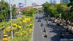 Bunga Tabebuya Mulai Bermekaran di Kota Surabaya