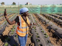Cara Afrika Hadapi Krisis Pupuk dari Blokade Hormuz