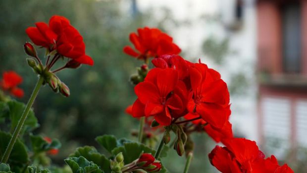 Geranium Geranium