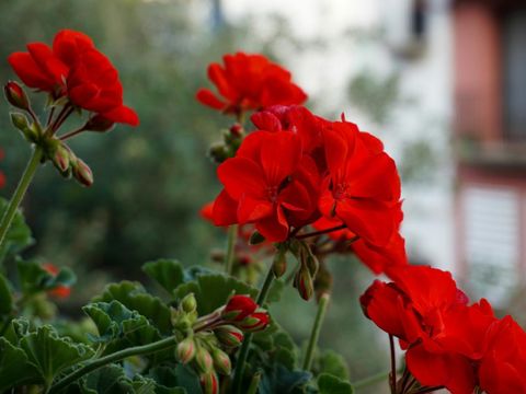 Geranium Geranium